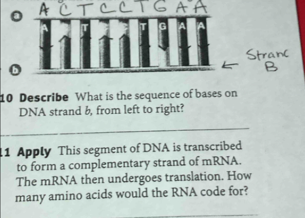 Describe What is the sequence of bases on 
DNA strand b, from left to right? 
l1 Apply This segment of DNA is transcribed 
to form a complementary strand of mRNA. 
The mRNA then undergoes translation. How 
many amino acids would the RNA code for?