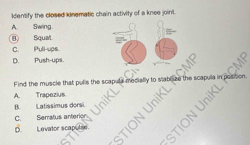 Identify the closed kinematic chain activity of a knee joint.
A. Swing.
B Squat.
C. Pull-ups.
D. Push-ups.
Find the muscle that pulls the scapula medially to stabilize the scapula in position.
A. Trapezius.
B. Latissimus dorsi.
C. Serratus anterior.
a

D. Levator scapulae.