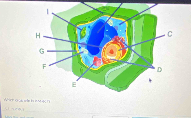 Which organe 
nucleus