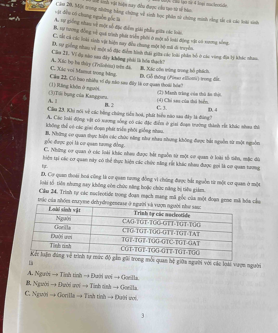Cư được cầu tạo từ 4 loại nucleotide.
Tể sinh vật hiện nay đều được cầu tạo từ tế bào.
Câu 20. Một trong những bằng chứng về sinh học phân tử chứng minh rằng tắt cà các loài sinh
vật đều có chung nguồn gốc là
A. sự giống nhau về một số đặc điểm giải phẫu giữa các loài.
B. sự tương đồng về quá trình phát triển phôi ở một số loài động vật có xương sống.
C. tất cả các loài sinh vật hiện nay đều chung một bộ mã di truyền.
D. sự giống nhau về một số đặc điểm hình thái giữa các loài phân bố ở các vùng địa lý khác nhau.
Câu 21. Ví dụ nào sau đây không phải là hóa thạch?
A. Xác bọ ba thùy (Trilobita) trên đá. B. Xác côn trùng trong hồ phách.
C. Xác voi Mamut trong băng. D. Gỗ thông (Pinus elliottii) trong đất.
Câu 22. Có bao nhiêu ví dụ nào sau đây là cơ quan thoái hóa?
(1) Răng khôn ở người. (2) Manh tràng của thú ăn thịt.
(3)Túi bụng của Kangguru.
(4) Chi sau của thú biển.
A. 1 B. 2 D. 4
C. 3.
Câu 23. Khi nói về các bằng chứng tiến hoá, phát biểu nào sau đây là đúng?
A. Các loài động vật có xương sống có các đặc điểm ở giai đoạn trưởng thành rất khác nhau thì
không thể có các giai đoạn phát triển phôi giống nhau.
B. Những cơ quan thực hiện các chức năng như nhau nhưng không được bắt nguồn từ một nguồn
gốc được gọi là cơ quan tương đồng.
C. Những cơ quan ở các loài khác nhau được bắt nguồn từ một cơ quan ở loài tổ tiên, mặc dù
thiện tại các cơ quan này có thể thực hiện các chức năng rất khác nhau được gọi là cơ quan tương
tự.
D. Cơ quan thoái hoá cũng là cơ quan tương đồng vì chúng được bắt nguồn từ một cơ quan ở một
loài tổ tiên nhưng nay không còn chức năng hoặc chức năng bị tiêu giảm.
Câu 24. Trình tự các nucleotide trong đoạn mạch mang mã gốc của một đoạn gene mã hóa cấu
trúc của nhóm enzyme dehydro
ữa người với các loài vượn người
là
A. Người → Tinh tinh → Đười ươi → Gorilla.
B. Người → Đười ươi → Tinh tinh → Gorilla.
C. Người → Gorilla → Tinh tinh → Đười ươi.
3