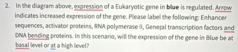 In the diagram above, expression of a Eukaryotic gene in blue is regulated. Arrow 
indicates increased expression of the gene. Please label the following: Enhancer 
sequences, activator proteins, RNA polymerase II, General transcription factors and 
DNA bending proteins. In this scenario, will the expression of the gene in Blue be at 
basal level or at a high level?