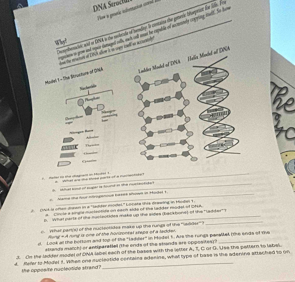 DNA Strucl 
How is genetic information stored I. 
peoxyribonucleic aid or DNA is the molecule of heredity. It contains the genetic blueptinst for life. Fo 
ganisms to grow and repair damaged cell, each cell must be capable of accurately copying itself. So ho 
Why? 
does the structure of DNA allow it to copy itself so accurately. 
Ladder Model of DNA Helix Model of DNA 
Mo The Structure of DNA 
K 
1. Refer to the diagram in Model 1. 
a. What are the three parts of a nucleotide? 
b. What kind of sugar is found in the nucleotide? 
c. Name the four nitrogenous bases shown in Model 1. 
2. DNA is often drawn in a “ladder model.” Locate this drawing in Model 1. 
a. Circle a single nucleotide on each side of the ladder model of DNA. 
_ 
b. What parts of the nucleotides make up the sides (backbone) of the “ladder”? 
c. What part(s) of the nucleotides make up the rungs of the “ladder”? 
Rung = A rung is one of the horizontal steps of a ladder. 
d. Look at the bottom and top of the “ladder” in Model 1. Are the rungs parallel (the ends of the 
strands match) or antiparallel (the ends of the strands are opposites)? 
3. On the ladder model of DNA label each of the bases with the letter A, T, C or G. Use the pattern to label. 
4. Refer to Model 1. When one nucleotide contains adenine, what type of base is the adenine attached to on 
the opposite nucleotide strand?