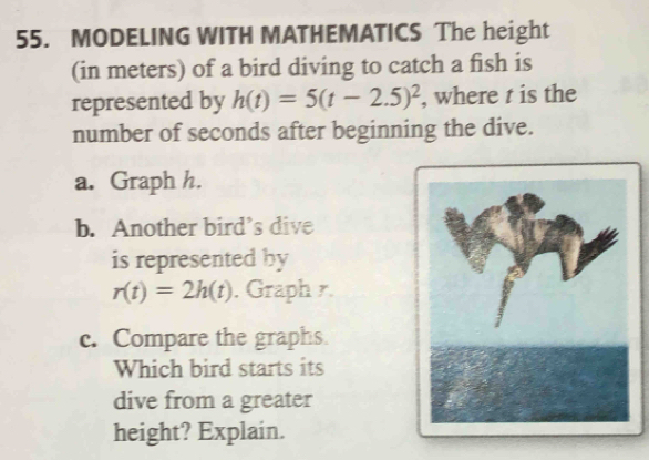 Solved: MODELING WITH MATHEMATICS The height (in meters) of a bird ...