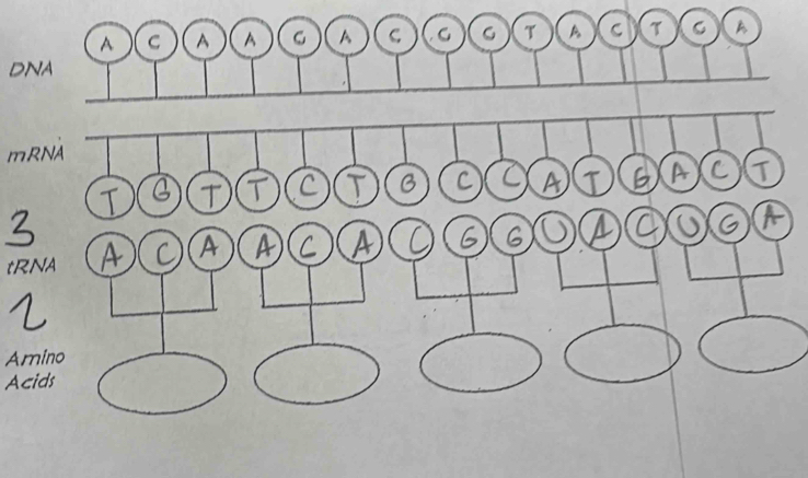 DNA 
mRNA
3
tRNA 
Amino 
Acids