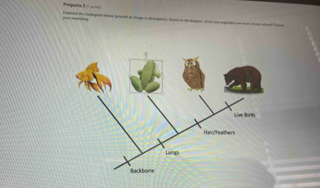 Pregunta 2 (1 punto) 
your reasoning. Examine the cladogram below (provide an image or description). Based on the diagram, which two organisms are most closely related? Explain