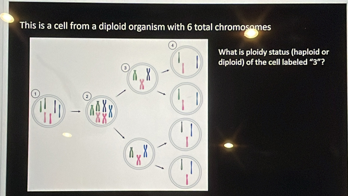 This is a cell from a diploid organism with 6 total chromosomes 
What is ploidy status (haploid or 
diploid) of the cell labeled “ 3 ”?