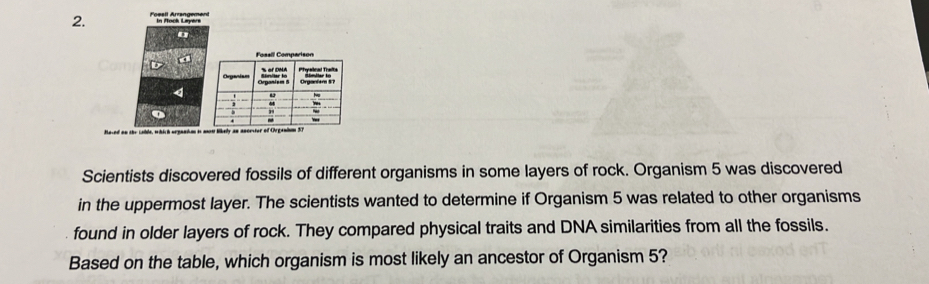 Fossil Arrangement 
In Mock Layers 
a 
tlesed on the Lohde, which urenation is 
Scientists discovered fossils of different organisms in some layers of rock. Organism 5 was discovered 
in the uppermost layer. The scientists wanted to determine if Organism 5 was related to other organisms 
found in older layers of rock. They compared physical traits and DNA similarities from all the fossils. 
Based on the table, which organism is most likely an ancestor of Organism 5?