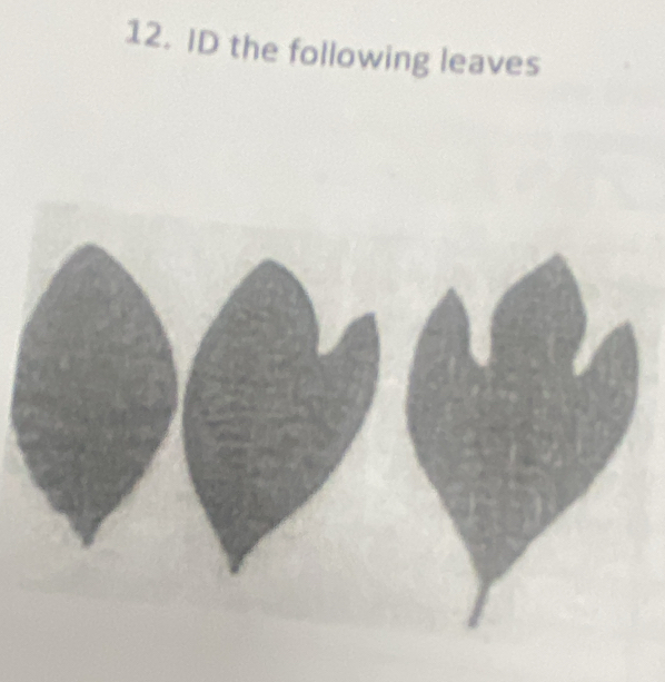 ID the following leaves