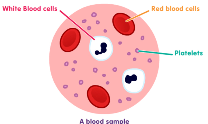 White Bl 
s 
A blood sample