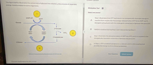 The fugure below illustrates the conversion of glucuse into ethanol, a key process of anaerobic
energy transformation in some organisms. Elmination Tool
Select one answer
Step 1 illustrates that ATP hydrolysis is an energetically favorable exergonc
A reaction that couples the free energy released when ATP forms ADF
(inorganic phosphate) with the endergonic conversion of glacose into pyruvate and P_2
B NADH is caidized during Step 1 and reduced during Step 3
Step 1 illustrates the phosphorvlation of ADP into ATP which is coupled to the
C energetically favorable conversion of glucose into pyriate
in Step 1, ATP is oxidized and glucose is reduced, and it is this coupling that
provides the energy to drive ethanl production
Next Qunition Schnat a==
The pant explanation tine this is that