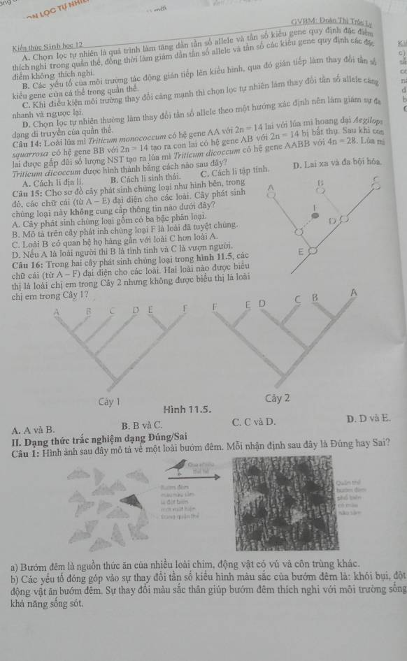 == mél
on Lọc tự nh
GVBM: Đoàn Thì Trên Ly
A. Chon lọc tự nhiên là quả trình làm tăng dẫn tần số allele và tần số kiểu gene quy định đặc điện
Kiến thức Sinh học 12
thích nghi trong quân the, đồng thời làm giám dân tân số allele và tân số các kiêu gene quy định các đã K
B. Các yếu tổ của môi trường tác động gián tiếp lên kiểu hình, qua đó gián tiếp làm thay đổi tần s c)
diểm không thích nghi
kiểu gene của cá thể trong quần thể.
d
C. Khi điều kiện môi trường thay đổi cảng mạnh thì chọn lọc tự nhiên làm thay đổi tần số allele cang n
D. Chọn lọc tự nhiện thường làm thay đổi tần số allele theo một hướng xác định nên làm giám sự đạ b
nhanh và ngược lại.
dạng di truyền của quần thê. lai với lúa mì hoang dại Aegilop
Câu 14: Loài lúa mì Triticum monococcum có hệ gene AA với 2n=14
squarrosa có hệ gene BB với 2n=14 tạo ra con lai có hệ gene AB với 2n=14 bị bắt thụ. Sau khi co
lai được gấp đôi số lượng NST tạo ra lúa mì Triticum dicoccum có hệ gene AABB với 4n=28 , Lủa mì
Triticum dicoccum được hình thành bằng cách nào sau đây? D. Lai xa và đa bội hỏa
A. Cách li địa li. B. Cách lí sinh thái. C. Cách lì tập tính.
Câu 15: Cho sơ đồ cây phát sinh chùng loại như hình bên, trong
đó, các chữ cái (tirA-E) 0 đại diện cho các loài. Cây phát sinh
chủng loại này không cung cấp thông tin nào dưới đây?
A. Cây phát sinh chủng loại gồm có ba bậc phân loại.
B. Mô tả trên cây phát inh chùng loại F là loài đã tuyệt chùng. D
C. Loài B có quan hệ họ hàng gần với loài C hơn loài A.
D. Nếu A là loài người thi B là tinh tinh và C là vượn người.
Câu 16: Trong hai cây phát sinh chủng loại trong hình 11.5, các E
chữ cái (từ A-F) đại diện cho các loài. Hai loài nào được biêu
thị là loài chị em trong Cây 2 nhưng không được biểu thị là loài
chị emB A
F E D C
Cây 2
Hình 11.5.
A. A và B. B. B và C. C. C vå D. D. D và E.
II. Dạng thức trắc nghiệm dạng Đúng/Sai
Câu 1: Hình ảnh sau dây mô tả về một loài bướm đêm. Mỗi nhận định sau đây là Đúng hay Sai?
  
t  
= = n gc đum đêmes di= n thể
= đột bin tiên r 
               
Dung quân thể sậo
a) Bướm đêm là nguồn thức ăn của nhiều loài chim, động vật có vú và côn trùng khác.
b) Các yếu tổ đóng góp vào sự thay đổi tần số kiều hình màu sắc của bướm đêm là: khói bụi, đột
động vật ăn bướm đêm. Sự thay đồi màu sắc thân giúp bướm đêm thích nghi với môi trường sống
khả năng sống sót.