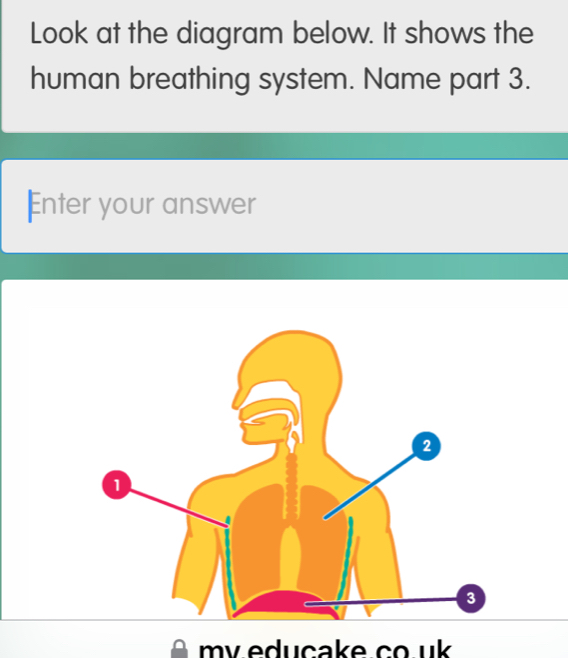 Look at the diagram below. It shows the 
human breathing system. Name part 3. 
Enter your answer 
my educake co uk