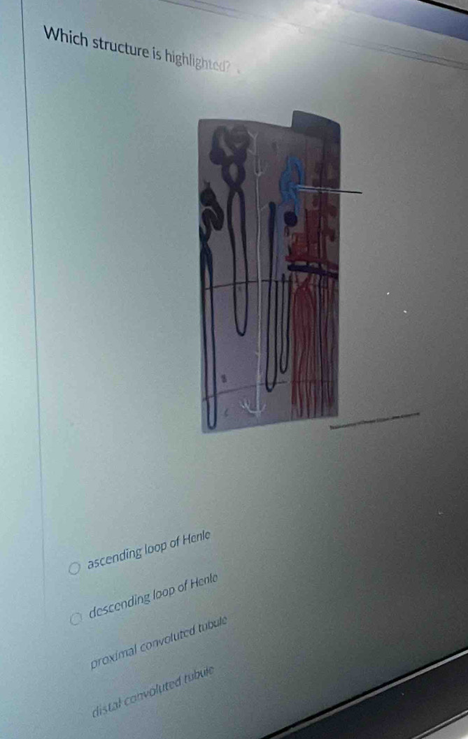 Which structure is highlighted?
ascending loop of Henle
descending loop of Henle
proximal convoluted tubule
distal convoluted tubule