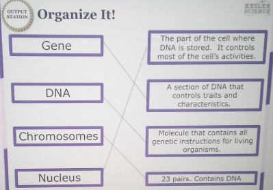 KESLER 
Organize It! SCIENCE 
The part of the cell where 
Gene DNA is stored. It controls 
most of the cell's activities. 
DNA A section of DNA that 
controls traits and 
characteristics. 
Molecule that contains all 
Chromosomes genetic instructions for living 
organisms. 
Nucleus 23 pairs. Contains DNA