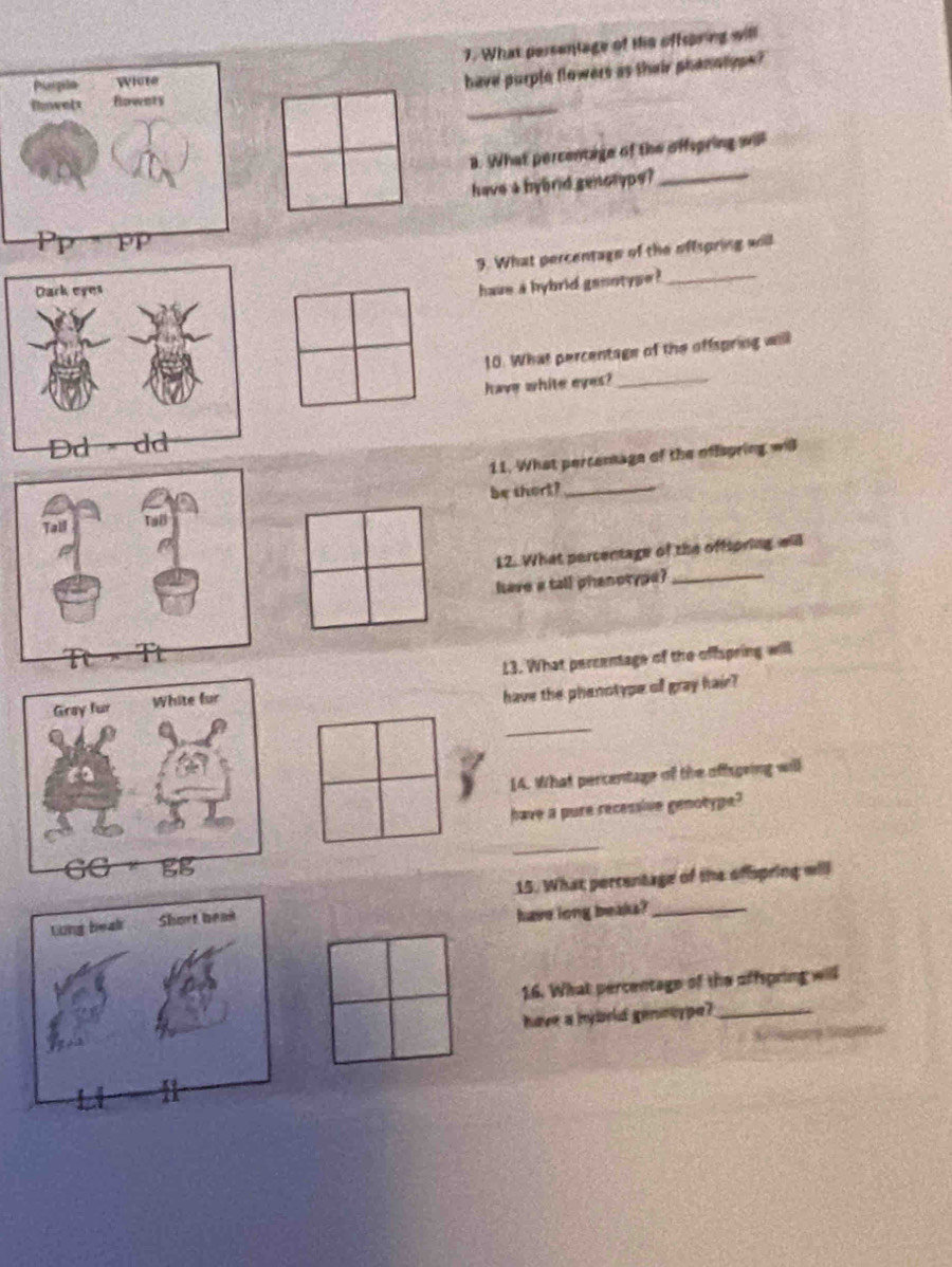 What persentage of tis offsring will 
Puargila Whte 
have purple flowers as their phanotype? 
Rowets Howents 
_ 
B. What percentage of the offepring will 
have a hybrid genoryps?_ 
. What percentage of the offspring will 
have a hybrid ganotype ?_ 
10. What percentage of the offapring will 
have white eyes?_ 
11. What pertemage of the offspring will 
be thort?_ 
12. What percentage of the offtpring will 
have a tall phanorype?_ 
13. What percentage of the offspring will 
_ 
have the phenotype off gray hair? 
14. What percentage of the offsgring will 
have a pure recessive genotype? 
_ 
15. What percentage of the offspring will 
have long beaks?_ 
1.6. What percentage of the offspring will 
have a hybrld gennoype?_