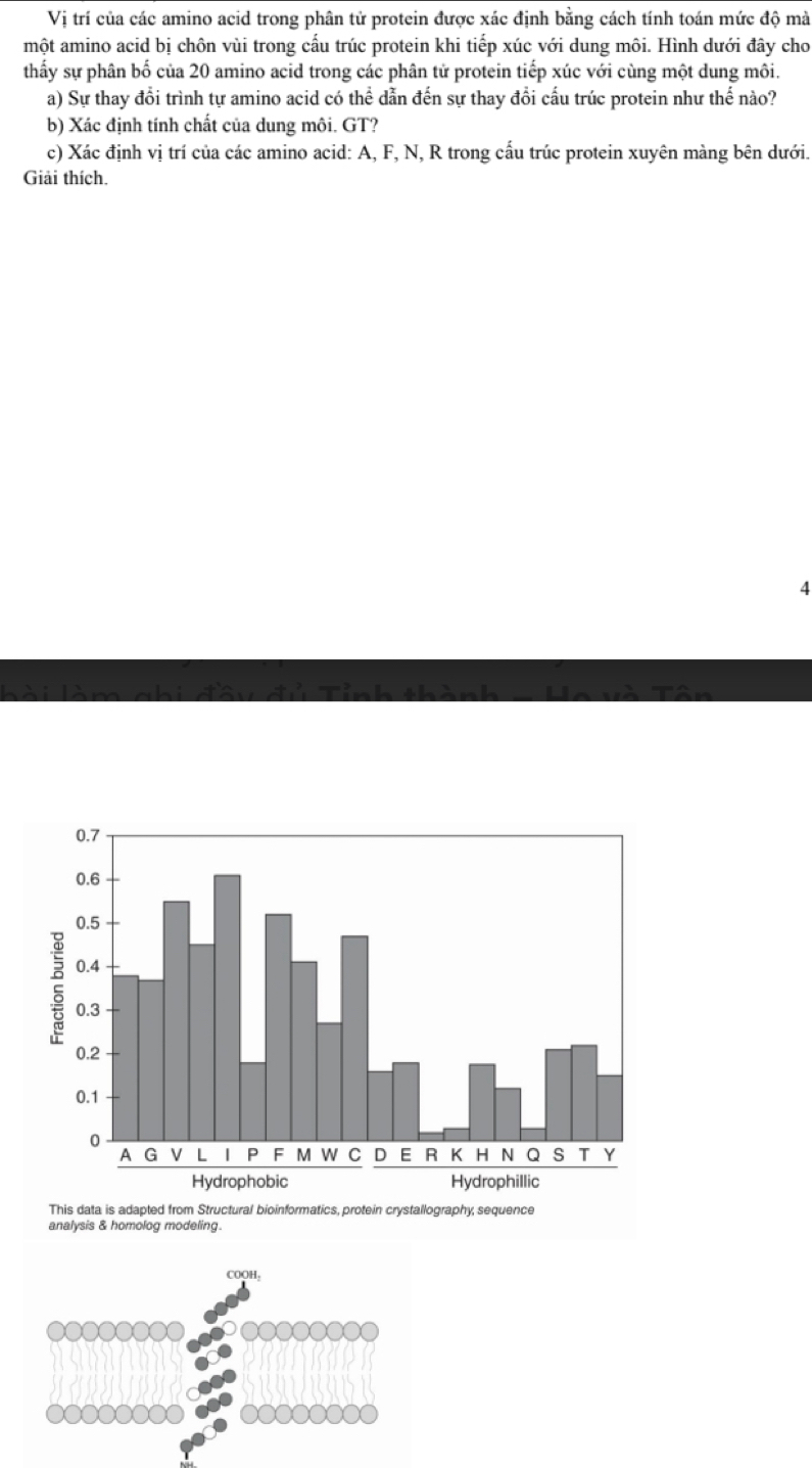 Vị trí của các amino acid trong phân tử protein được xác định bằng cách tính toán mức độ mà 
một amino acid bị chôn vùi trong cấu trúc protein khi tiếp xúc với dung môi. Hình dưới đây cho 
thấy sự phân bố của 20 amino acid trong các phân tử protein tiếp xúc với cùng một dung môi. 
a) Sự thay đổi trình tự amino acid có thể dẫn đến sự thay đổi cấu trúc protein như thế nào? 
b) Xác định tính chất của dung môi. GT? 
c) Xác định vị trí của các amino acid: A, F, N, R trong cấu trúc protein xuyên màng bên dưới. 
Giải thích. 
4 
This data is adapted from Structural bioinformatics, protein crystallography, sequence 
analysis & homolog modeling. 
COOH: