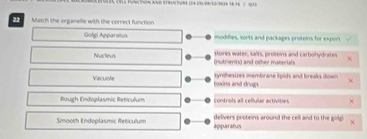 iCules, CEll Functión and structure (24-25) 09/22/2024 18 16 7 Q12
22 Match the organelle with the correct function
Golgi Apparatus modifies, sorts and packages proteins for export
stores water, saits, proteins and carbohydrates
Nucleus (nutrients) and other materials
synthesizes membrane lipids and breaks down 
Vacuole toxins and drugs
Rough Endoplasmic Reticulum controls all cellular activities
Smooth Endoplasmic Reticulum apparatus delivers proteins around the cell and to the golgi