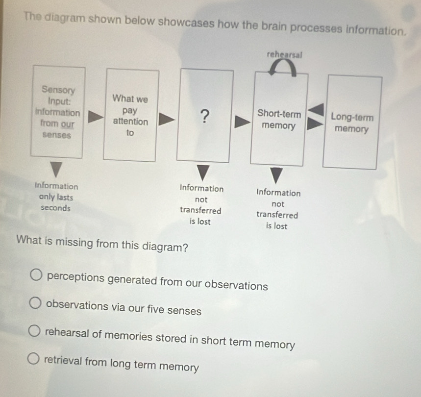 Solved: The diagram shown below showcases how the brain processes ...