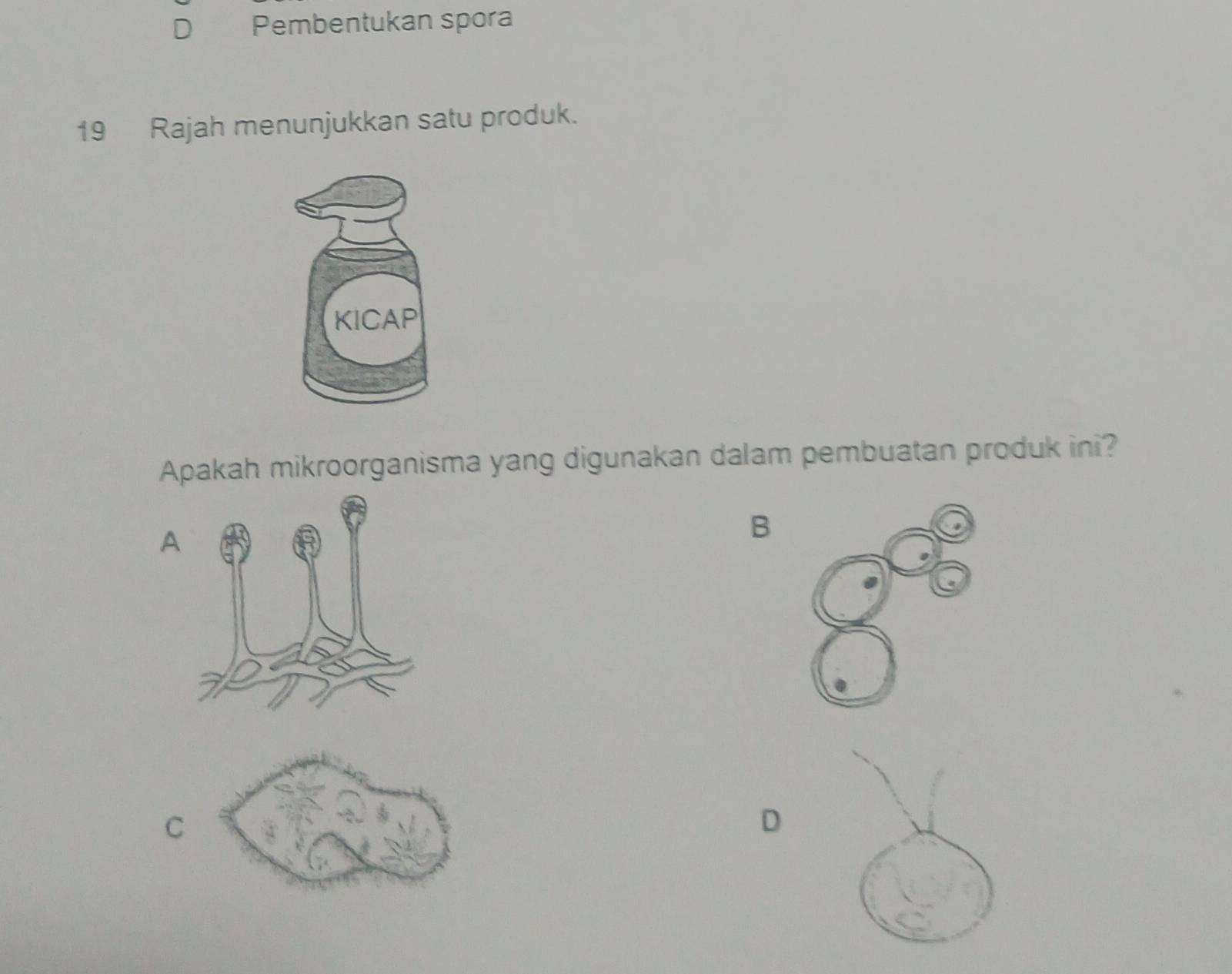 Pembentukan spora
19 Rajah menunjukkan satu produk.
KICAP
Apakah mikroorganisma yang digunakan dalam pembuatan produk ini?
A
B
C
D