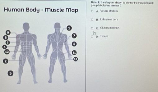Solved: Refer to the diagram shown to identify the muscle/muscle group ...