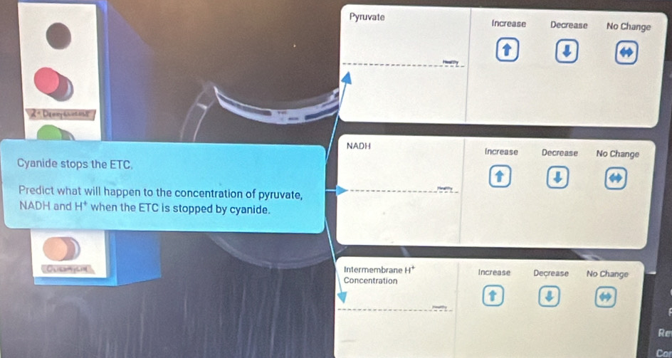 Pyruvate Increase Decrease No Change
ry
NADH Increase Decrease No Change
Cyanide stops the ETC.
Predict what will happen to the concentration of pyruvate,
NADH and H^+ when the ETC is stopped by cyanide.
Oliedmyan Intermembrane H^+ Increase Decrease No Change
Concentration
18
Re
Cor