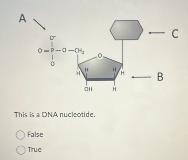 This is a DNA nucleotide.
False
True