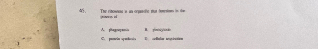 The ribosome is an organelle that functions in the
process of
A. phagocytosis B. pinocytosis
C. protein synthesis D. cellular respiration