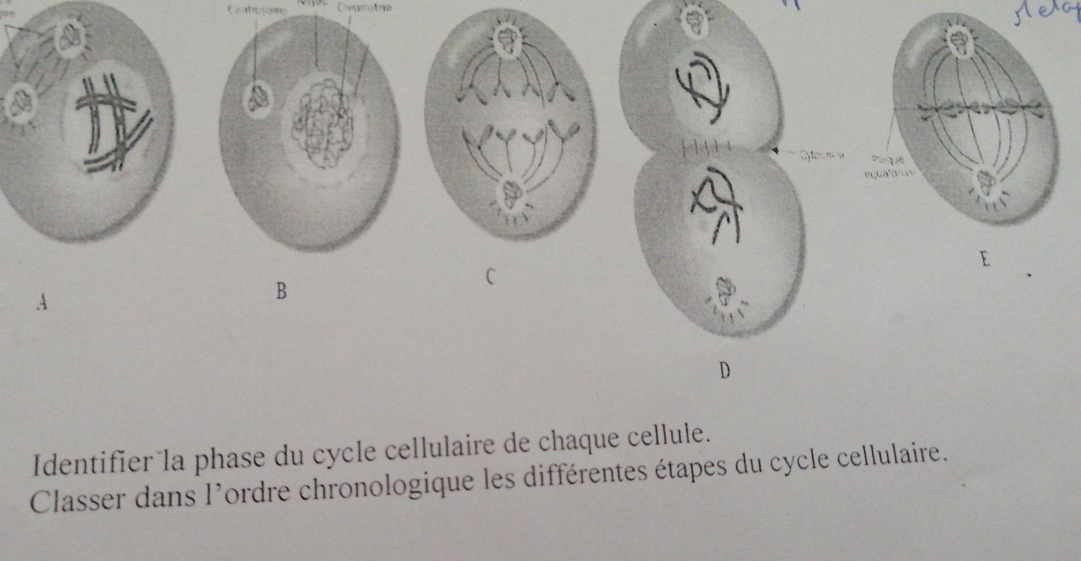 Contrsome Civgmatne 
A 
B 
C 
Identifier la phase du cycle cellulaire de chaque cellule. 
Classer dans l'ordre chronologique les différentes étapes du cycle cellulaire.