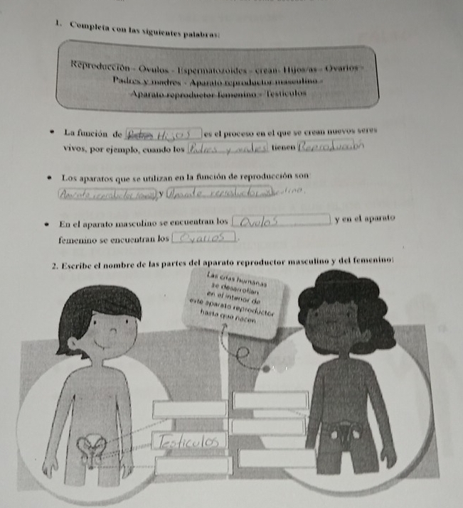 Completa con las siguientes palabra 
Reproducción- Ovulos - Espermatozoides - crean- Hijos/as - Ovarios - 
Padres y madres - Aparato reproductor masculino 
Aparato reproductor femenino - Testículo 
La función de es el proceso en el que se crean nue os se s 
vivos, por ejemplo, cuando los _tienen /_ 
Los aparatos que se utilizan en la función de reproducción son 
ν 
o 
En el aparato masculino se encuentran los y en el aparato 
femenino se encuentran los 
2. Escribe el nombre de las partes del aparato reproductor masculino y del femenino: