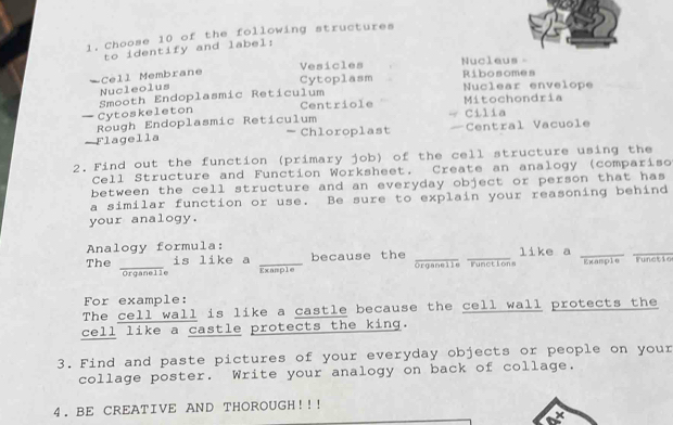 Choose 10 of the following structures
to identify and label:
Vesicles Nucleus =
—Cell Membrane
Cytoplasm Ribosomes
Nucleolus
Nuclear envelope
Centriole Mitochondria
— Cytoskeleton Smooth Endoplasmic Reticulum
Rough Endoplasmic Reticulum Cilia
Flagella - Chloroplast Central Vacuole
2. Find out the function (primary job) of the cell structure using the
Cell Structure and Function Worksheet. Create an analogy (compariso
between the cell structure and an everyday object or person that has
a similar function or use. Be sure to explain your reasoning behind
your analogy.
Analogy formula:
_
The is like a _because the _Organelle Functions like a _Example _Functio
Organelle Example
For example:
The cell wall is like a castle because the cell wall protects the
cell like a castle protects the king.
3. Find and paste pictures of your everyday objects or people on your
collage poster. Write your analogy on back of collage.
4. BE CREATIVE AND THOROUGH!!!