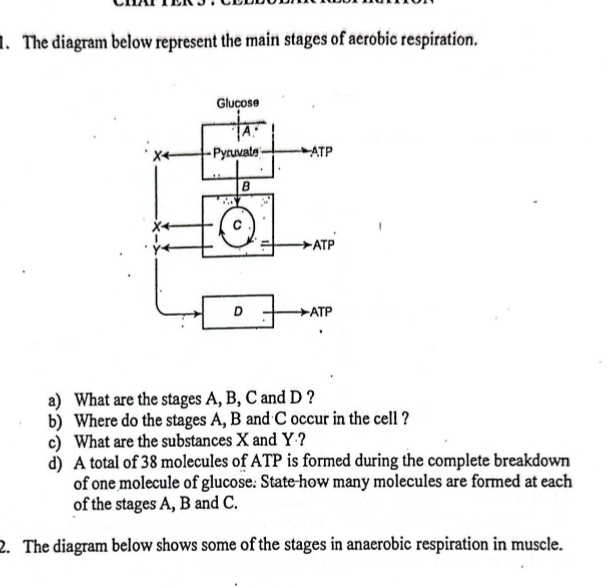 The diagram below represent the main stages of aerobic respiration. 
a) What are the stages A, B, C and D ? 
b) Where do the stages A, B and C occur in the cell ? 
c) What are the substances X and Y ? 
d) A total of 38 molecules of ATP is formed during the complete breakdown 
of one molecule of glucose: State-how many molecules are formed at each 
of the stages A, B and C. 
2. The diagram below shows some of the stages in anaerobic respiration in muscle.