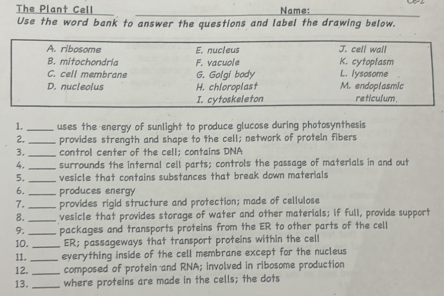 The Plant Cell Name:
Use the word bank to answer the questions and label the drawing below.
A. ribosome E. nucleus J. cell wall
B. mitochondria F. vacuole K. cytoptasm
C. cell membrane G. Golgi body L. lysosome
D. nucleolus H. chloroplast M. endoplasmic
I. cytoskeleton reticulum.
1. _uses the energy of sunlight to produce glucose during photosynthesis
2. _provides strength and shape to the cell; network of protein fibers
3. _control center of the cell; contains DNA
4. _surrounds the internal cell parts; controls the passage of materials in and out
5. _vesicle that contains substances that break down materials
6. _produces energy
7._ provides rigid structure and protection; made of cellulose
8. _vesicle that provides storage of water and other materials; if full, provide support
9. _packages and transports proteins from the ER to other parts of the cell
10. _ER; passageways that transport proteins within the cell
11. _everything inside of the cell membrane except for the nucleus
12. _composed of protein -and RNA; involved in ribosome production
13. _where proteins are made in the cells; the dots