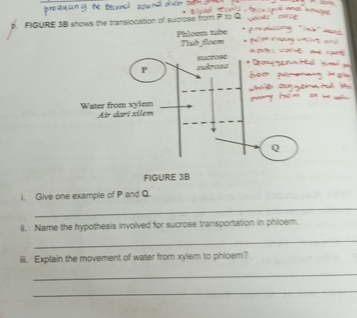 FIGURE 3B shows the translocation of sucrose from P to C
Phloem tube 
oom 
FIGURE 3B 
i. Give one example of P and Q. 
_ 
ii. Name the hypothesis involved for sucrose transportation in phloem. 
_ 
iii. Explain the movement of water from xylem to phloem? 
_ 
_