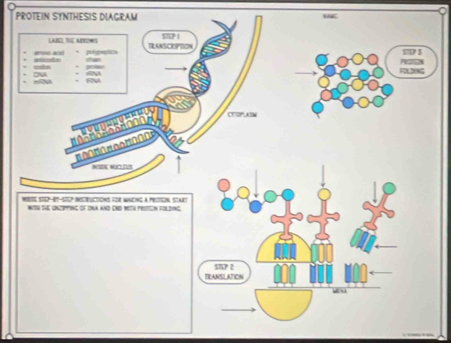 PROTEIN SYNTHESIS DIAGRAM