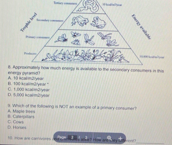 Tertiary consumers 
8his
energy pyramid?
A. 10 kcal/m2/year
B. 100 kcal/m2/year *
C. 1,000 kcal/m2/year
D. 5,000 kcal/m2/year
9. Which of the following is NOT an example of a primary consumer?
A. Maple trees
B. Caterpillars
C. Cows
D. Horses
Page  2
10. How are carnivores and caniveres alike? How are they different?_