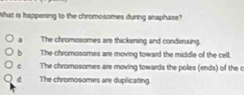 What is happening to the chromosomes during anaphase?
a The chromosomes are thickening and condensing.
b The chromosomes are moving toward the middle of the cell.
c The chromosomes are moving towards the poles (ends) of the c
d The chromosomes are duplicating