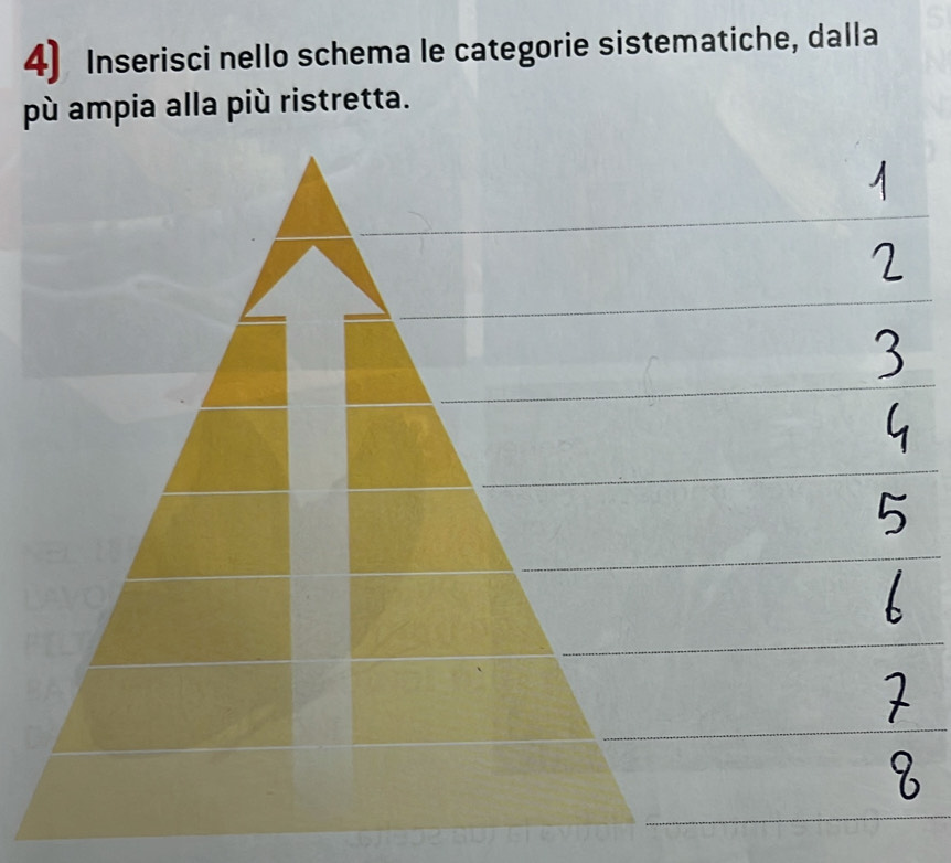 Inserisci nello schema le categorie sistematiche, dalla 
pù ampia alla più ristretta.