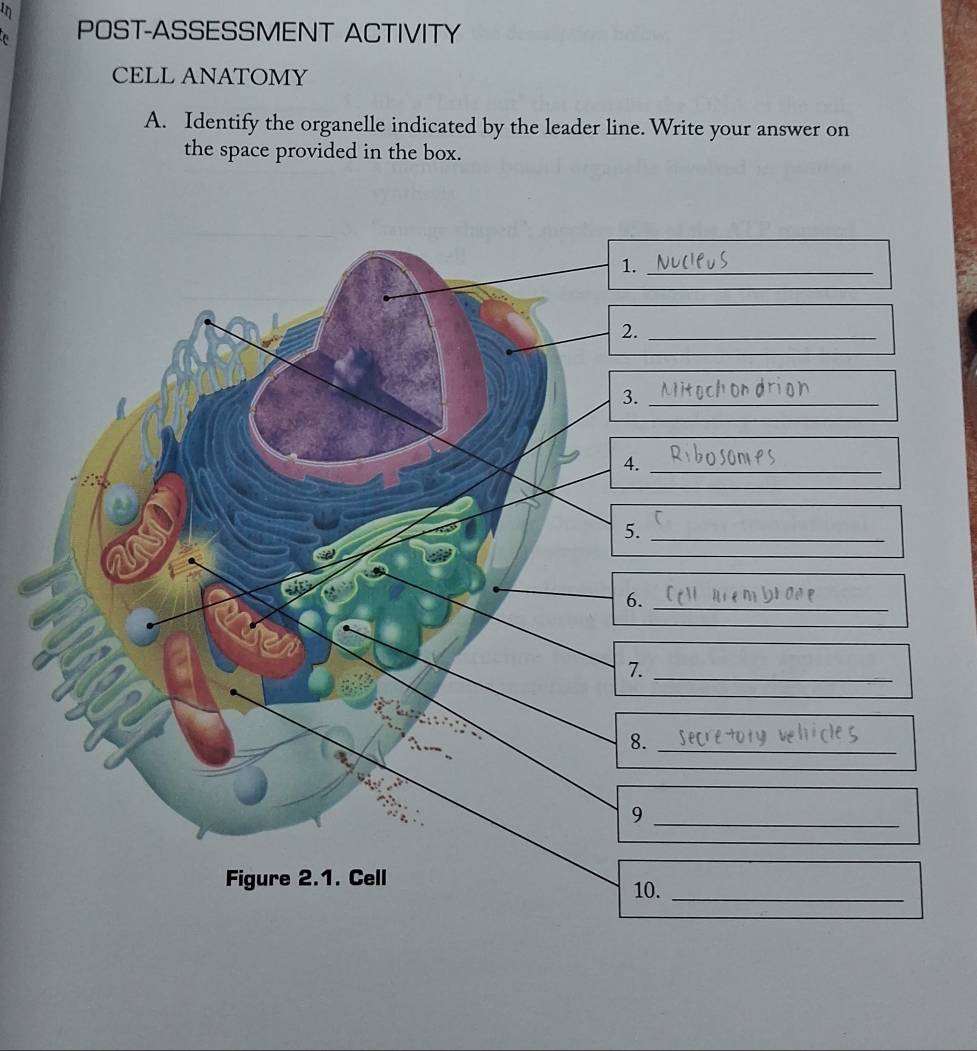 in 
POST-ASSESSMENT ACTIVITY 
CELL ANATOMY 
A. Identify the organelle indicated by the leader line. Write your answer on 
the space provided in the box.