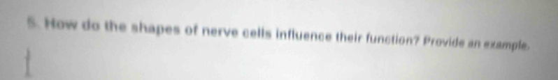 How do the shapes of nerve cells influence their function? Provide an example.