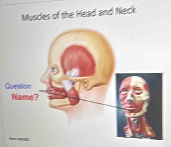 Musces of the Head and Neck