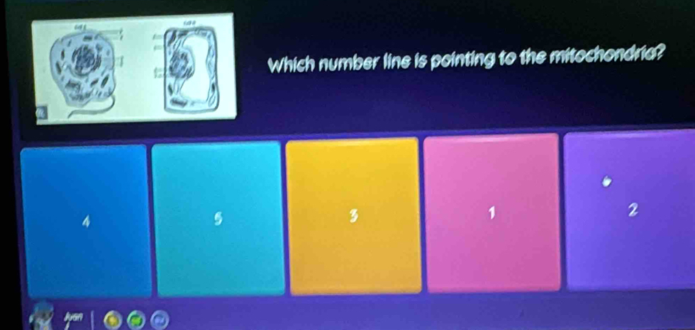 Which number line is pointing to the mitochondria?
4
5
3
1
2