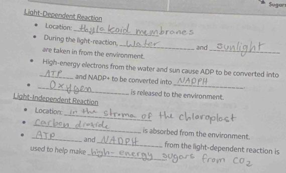 Sugars 
Light-Dependent Reaction 
_ 
Location: 
_ 
During the light-reaction, 
and 
are taken in from the environment. 
_ 
_High-energy electrons from the water and sun cause ADP to be converted into 
_ 
and NADP+ to be converted into __. 
is released to the environment. 
Light-Independent Reaction 
_ 
Location: 
_ 
_ 
is absorbed from the environment. 
_ 
and _from the light-dependent reaction is 
used to help make