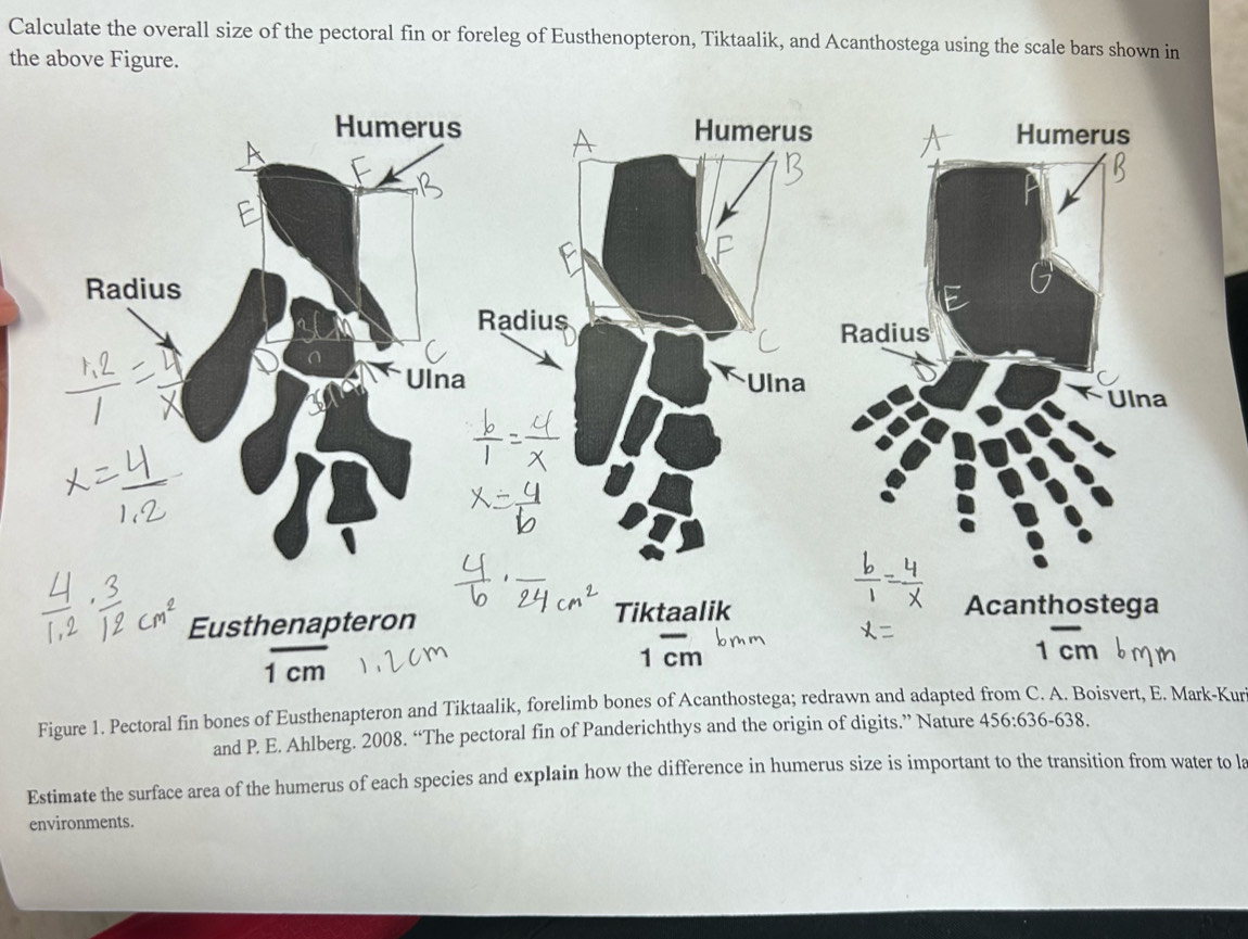 Calculate the overall size of the pectoral fin or foreleg of Eusthenopteron, Tiktaalik, and Acanthostega using the scale bars shown in 
the above Figure. 
Figure 1. Pectoral fin bones of Eusthenapteron and Tiktaalik, forelimb bones of Acanthostega; redrawn and adapted from C. A. Boisvert, E. Mark-Kur 
and P. E. Ahlberg. 2008. “The pectoral fin of Panderichthys and the origin of digits.” Nature 456:636-638. 
Estimate the surface area of the humerus of each species and explain how the difference in humerus size is important to the transition from water to la 
environments.