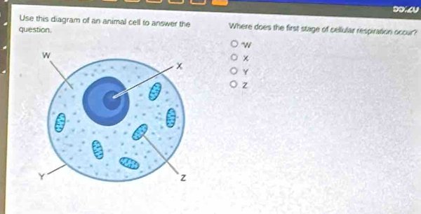 Use this diagram of an animal cell to answer the Where does the first stage of sellular respiration occur?
question.
W
χ
Y
z