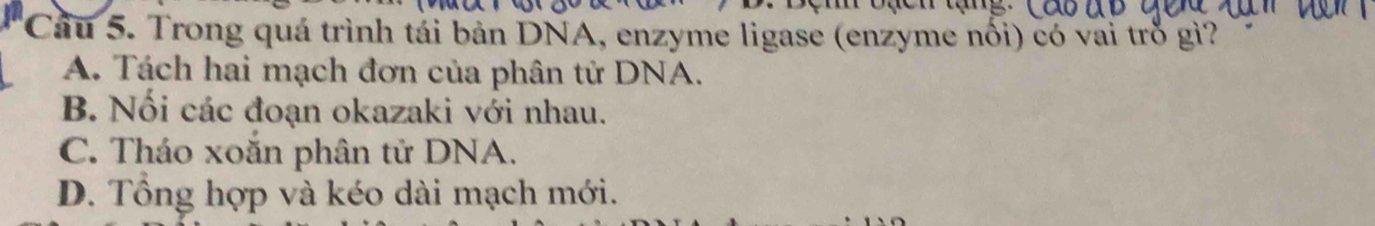 Cầu 5. Trong quá trình tải bản DNA, enzyme ligase (enzyme nối) có vai trò gì?
A. Tách hai mạch đơn của phân tử DNA.
B. Nối các đoạn okazaki với nhau.
C. Tháo xoắn phân tử DNA.
D. Tổng hợp và kéo dài mạch mới.