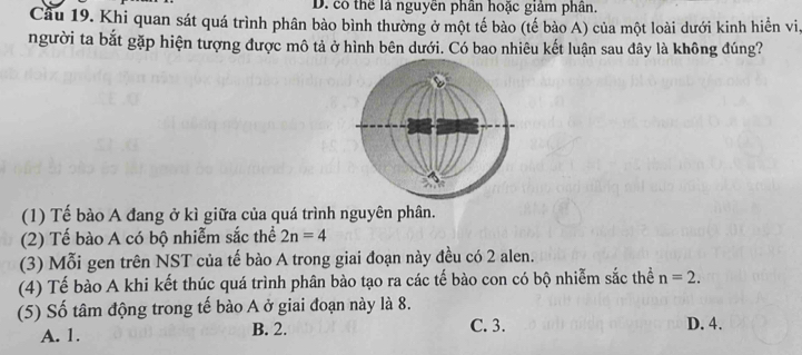 D. có thể là nguyên phân hoặc giảm phân.
Cầu 19. Khi quan sát quá trình phân bào bình thường ở một tế bào (tế bào A) của một loài dưới kinh hiển vi.
người ta bắt gặp hiện tượng được mô tả ở hình bên dưới. Có bao nhiêu kết luận sau đây là không đúng?
(1) Tế bào A đang ở kì giữa của quá trình nguyên phân.
(2) Tế bào A có bộ nhiễm sắc thể 2n=4
(3) Mỗi gen trên NST của tế bào A trong giai đoạn này đều có 2 alen.
(4) Tế bào A khi kết thúc quá trình phân bào tạo ra các tế bào con có bộ nhiễm sắc thể n=2. 
(5) Số tâm động trong tế bào A ở giai đoạn này là 8.
A. 1. B. 2. C. 3. D. 4.