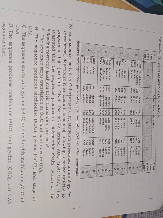 For number 28, refer to the genetic code table below:
28. At a science festival in Cabanatuan City, students presented an analogy for
translation, describing it as chefs (ribosomes) following a recipe (mRNA) to
prepare a dish (protein). Given the mRNA strand AUG GGC UAA, they
suggested that the sequence produces a polypeptide chain. Which of the
following correctly analyzes their translation process?
A. The sequence stops translation at GGC and continues to UAA.
B. The sequence produces methionine (AUG), glycine (GGC), and stops at
UAA.
C. The sequence starts with glycine (GGC) and ends with methionine (AUG) at
UAA.
D. The sequence produces methionine (AUG) and glycine (GGC), but UAA
signals a start.