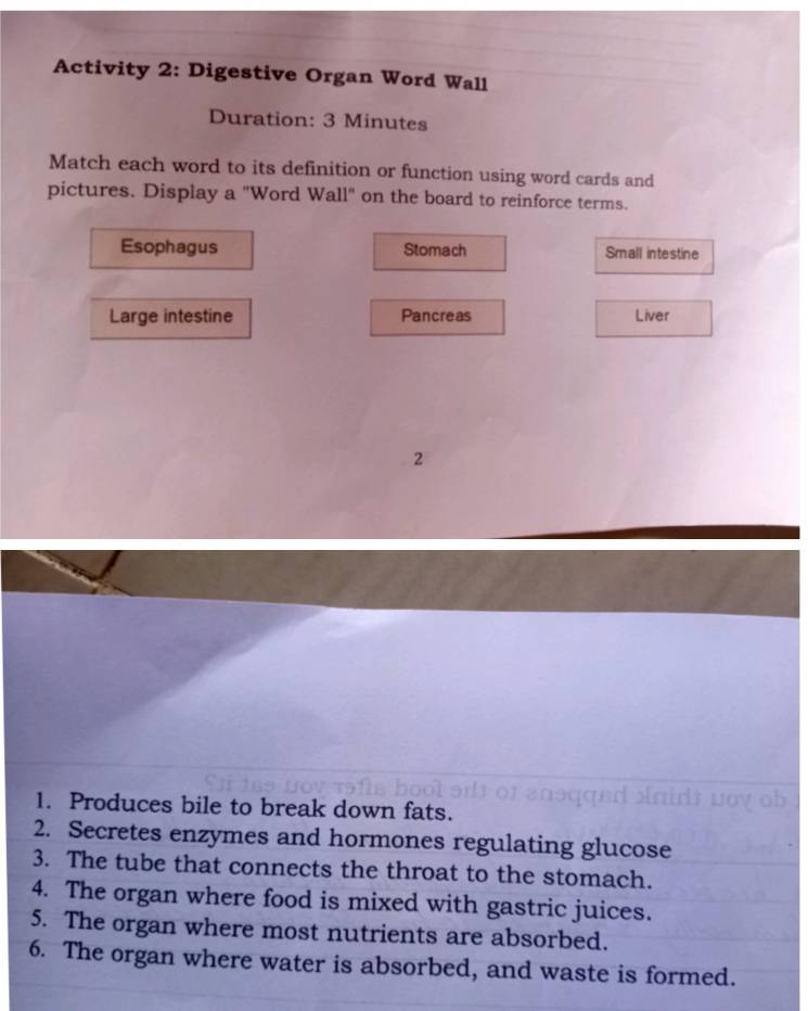 Activity 2: Digestive Organ Word Wall 
Duration: 3 Minutes
Match each word to its definition or function using word cards and 
pictures. Display a "Word Wall" on the board to reinforce terms. 
Esophagus Stomach Small intestine 
Large intestine Pancreas Liver 
2 
1. Produces bile to break down fats. 
2. Secretes enzymes and hormones regulating glucose 
3. The tube that connects the throat to the stomach. 
4. The organ where food is mixed with gastric juices. 
5. The organ where most nutrients are absorbed. 
6. The organ where water is absorbed, and waste is formed.