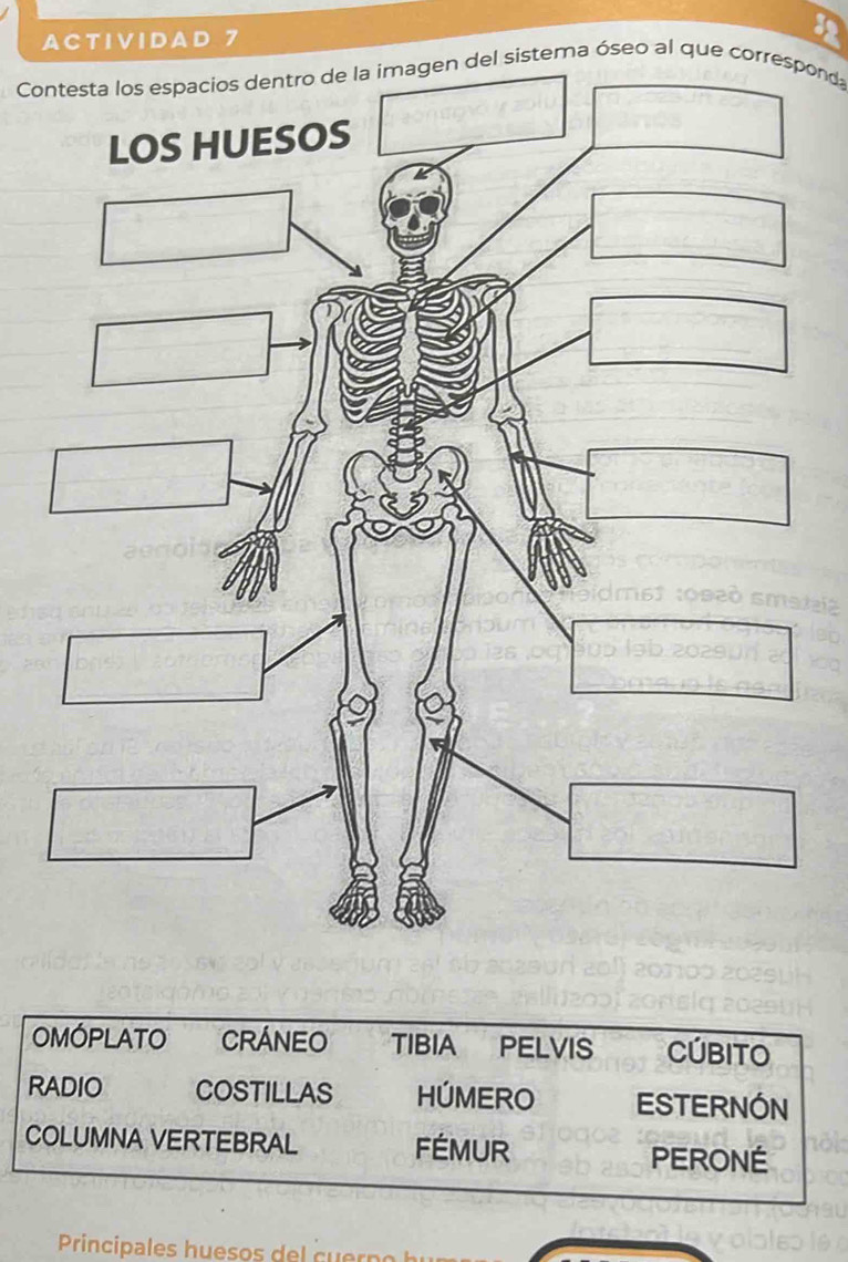 A CTIV I D A D 7
32
Contesta los espacios dentro de la imagen del sistema óseo al que correspond
OMÓPLATO CRÁNEO TIBIA PELVIS CÚBITO
RADIO COSTILLAS HÚMERO ESTERNÓN
COLUMNA VERTEBRAL FÉMUR PERONE
Principales huesos del cuer