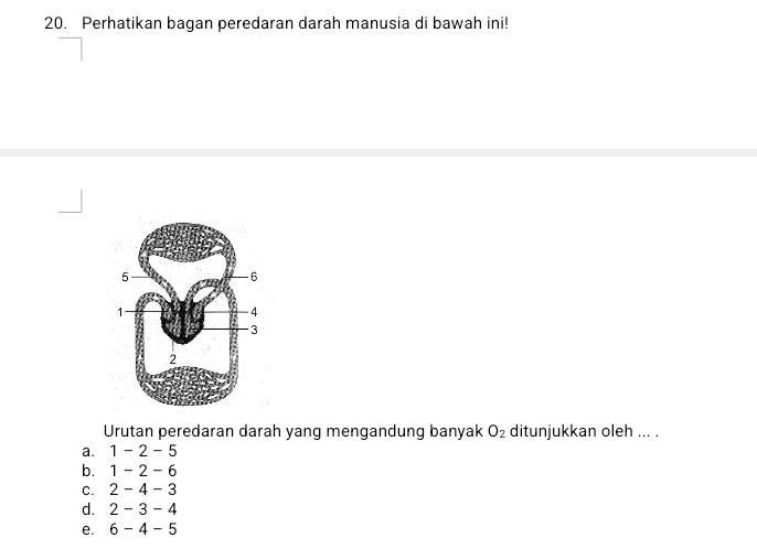 Perhatikan bagan peredaran darah manusia di bawah ini!
Urutan peredaran darah yang mengandung banyak O_2 ditunjukkan oleh ... .
a. 1-2-5
b. 1-2-6
C. 2-4-3
d. 2-3-4
e. 6-4-5